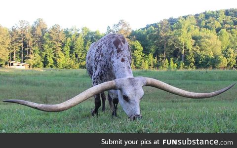 Texas Longhorn from Alabama now has the Guinness World Record for longest horns