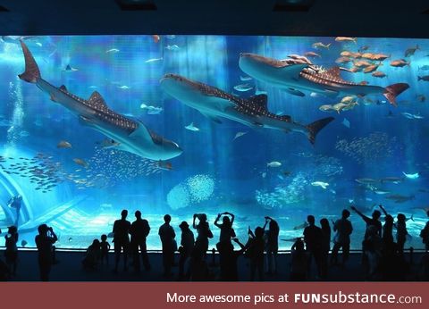 A great aquarium in Japan