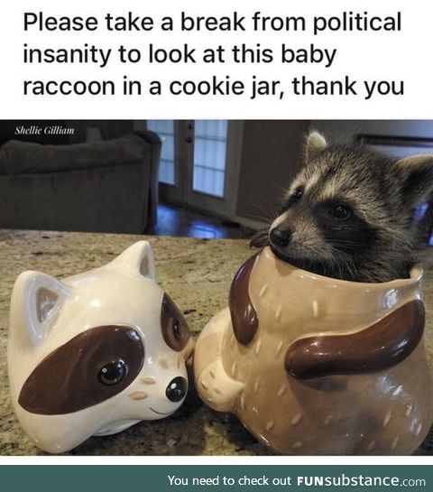 I need to lure a trash panda to my home one day.