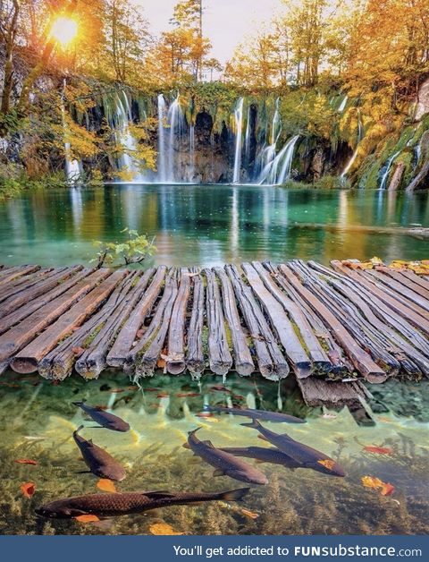 Fish in paradise
