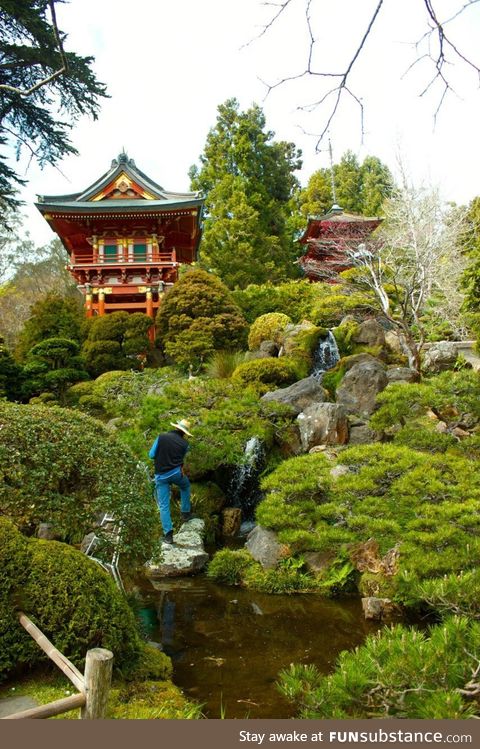 Here is my favourite picture I have ever taken. Japanese Tea Garden, San Francisco. March