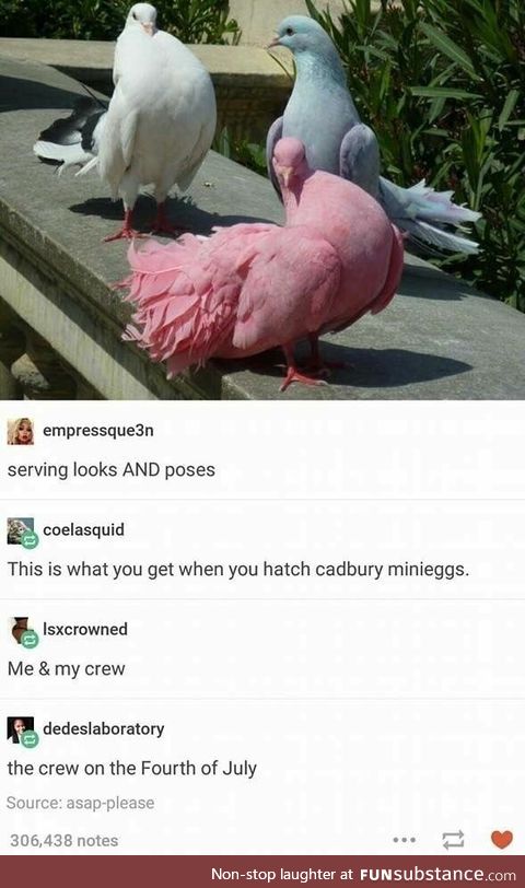 Pigeon Possé Striking Poses