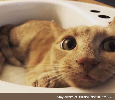 One of our cats likes sinks. A lot. So we got a sink just for her. This is how she