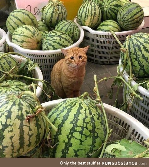 Cat surrounded by watermelons