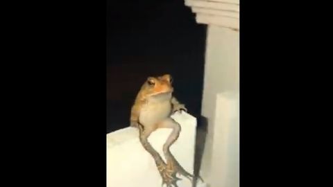 Froggo Fun #321 - So, Did the Frog Technically Flip Him off?
