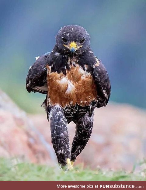 Amazing catwalk of the Bird