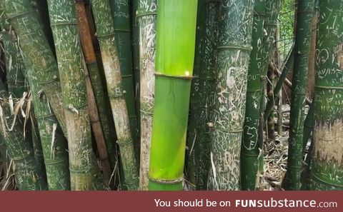 This bamboo grew up during the pandemic without tourists touching it