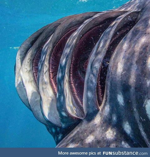 Inside the Gills of a whale shark