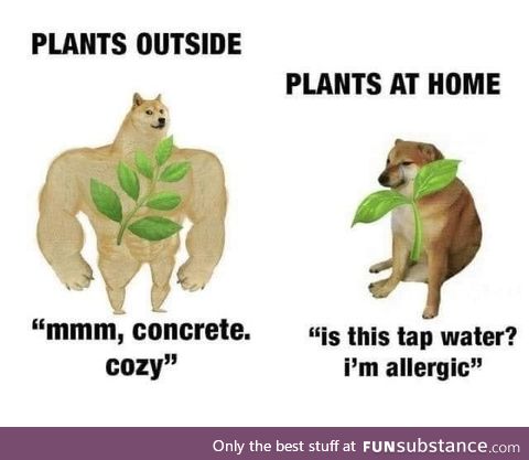 plants