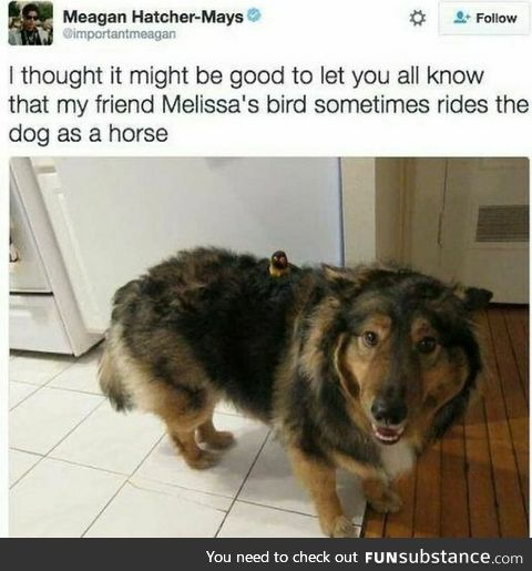 Ride em, cowbird