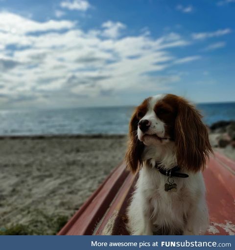 I got a decent picture of my dog at the beach today!