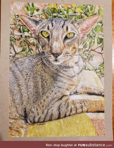 Cat I drew with pencil crayon