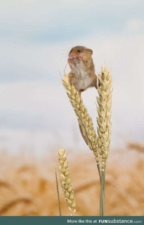 The harvest mouse