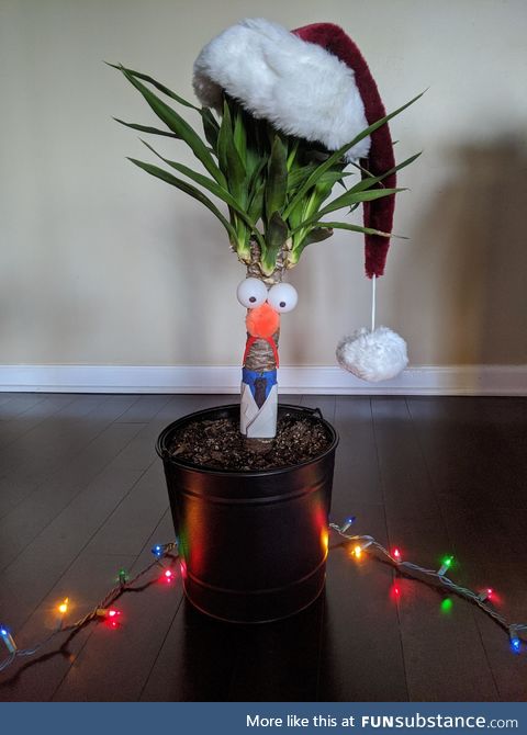 Holiday update: Gave our house plant a seasonally appropriate adjustment