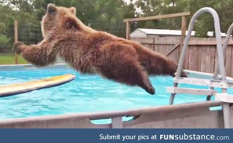 A beary scary belly flop
