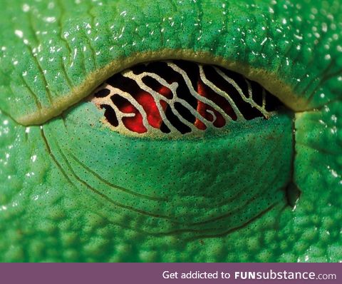 The eye of the Red-eyed tree frog