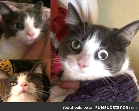 This cat lost vision in one eye, but thanks to modern technological advancements, his