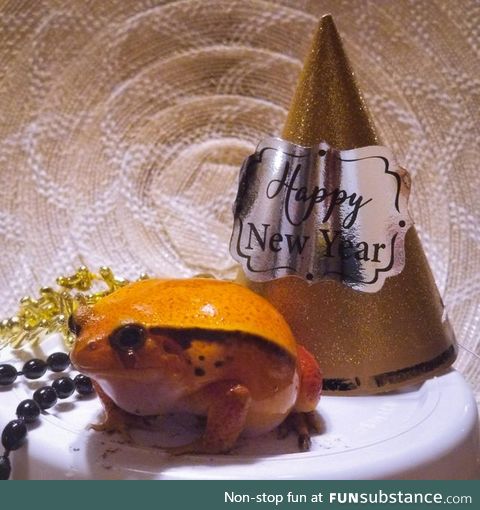 Froggo Fun #345 - Plump Frog Celebrates New Year