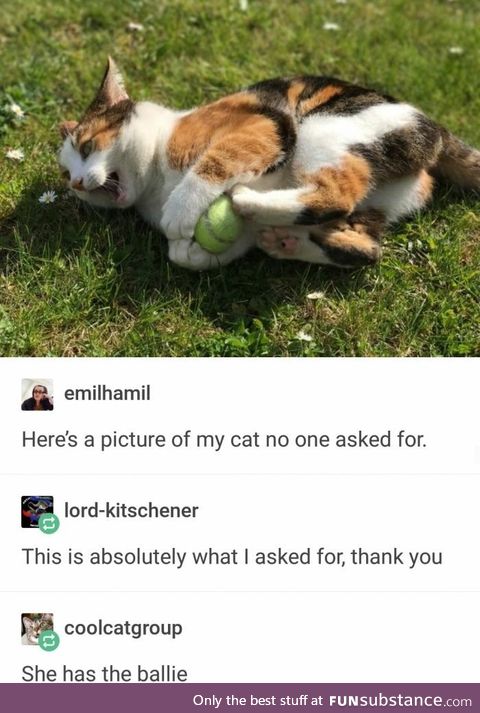 The picture of a cat no one asked for, but the one we need right now