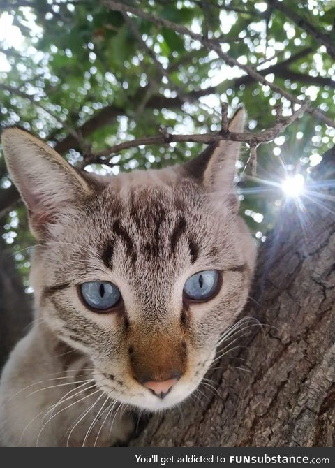 A cat I saw on my way to Walmart