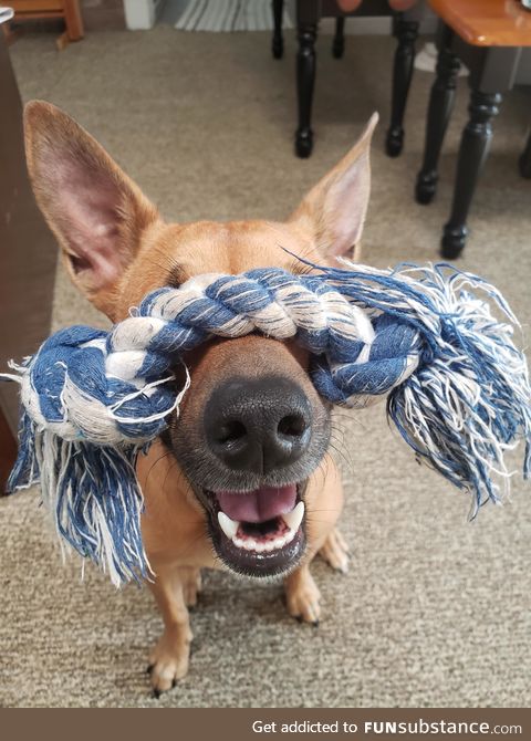 This photo of my dog always makes me happy...May she bring you joy in your time of need