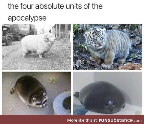 Thicc apocalypse