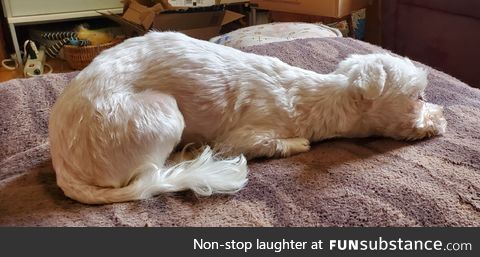 My dog looks like Falcore