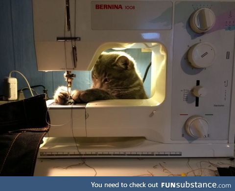 Help from the cat