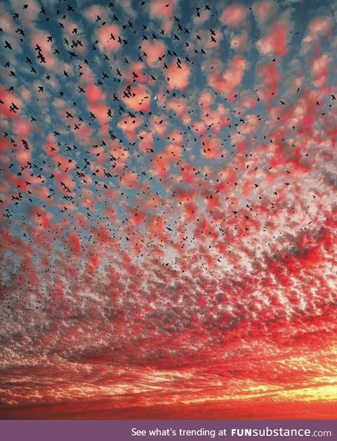 Birds galore