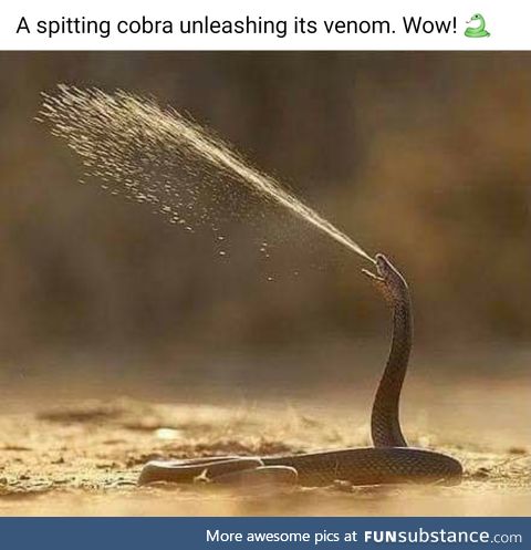 SnekSubstance