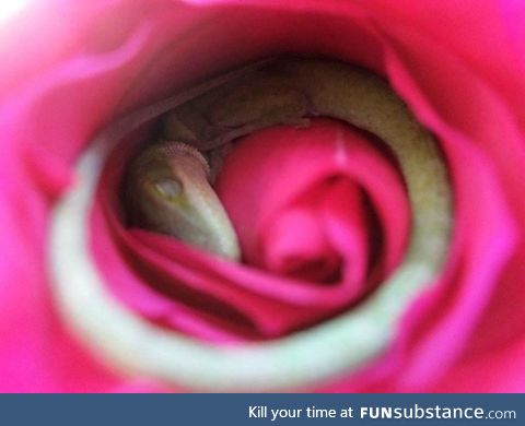 A lizard seen sleeping in a rose. Photo by Megan Hixson