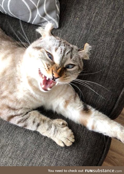 Caught my highland lynx cat mid-sneeze. Thought you guys would appreciate!