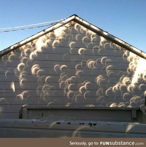 Shadow casted by a tree during an eclipse
