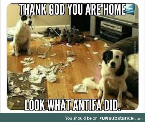 Dogs on Parler