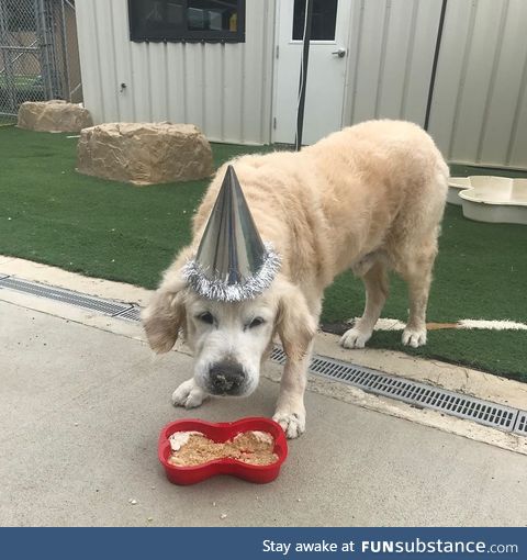 My job just celebrated this old boy's birthday. Got his own cake and everything! Happy
