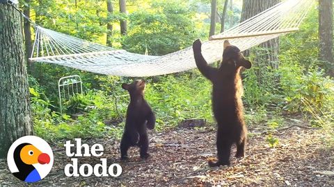 Bears playing in Bath and on Hammock