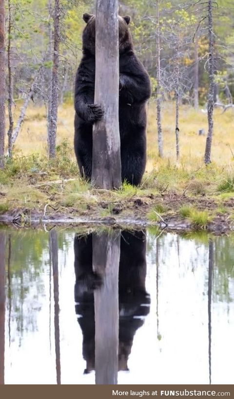 The North American Brown Bear is know for it's remarkable ability to camoflouge itself