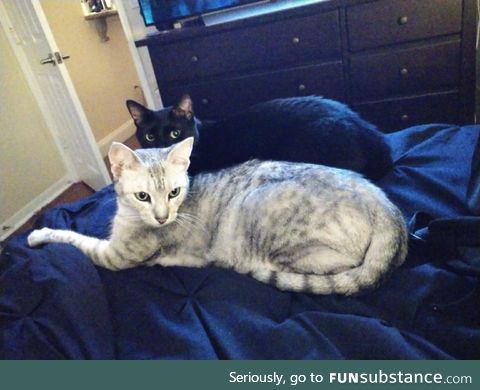 How long have we had two cats?