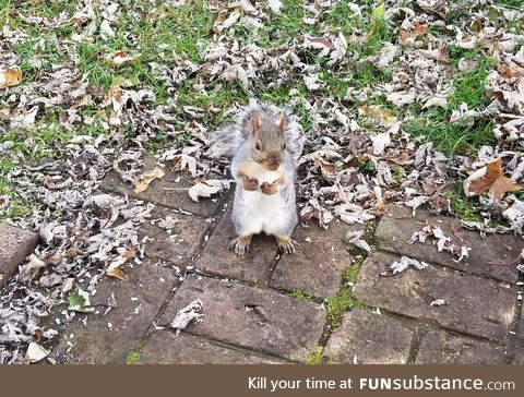 So almost every day for the last two weeks, this one squirrel just comes to the door and