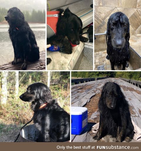 I think my dog is auditioning for an SPCA commercial