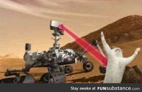 I googled “curiosity killed the cat” - was not disappointed