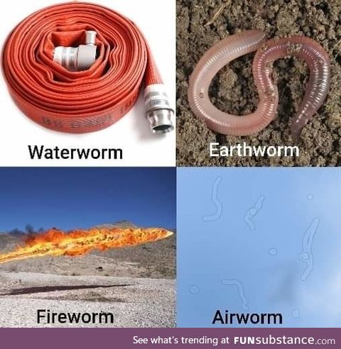 There's a fifth type: intestinal worms