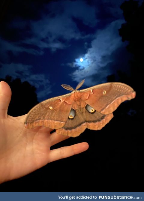 A Polyphemus moth visited me tonight
