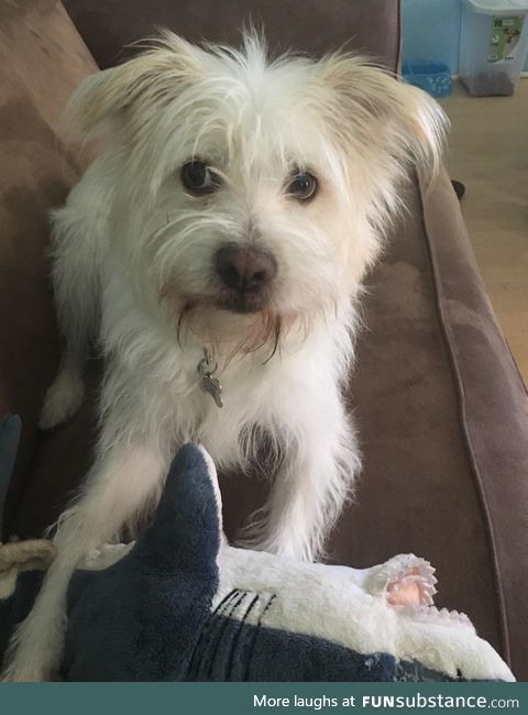 I struggle with mental illness and anytime I cry/get upset my dog brings me one of her