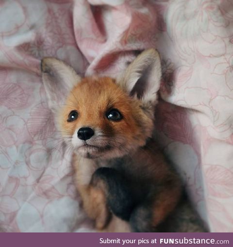 Little fox