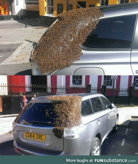 About 20,000 bees were following this car for 2 days because their queen was trapped