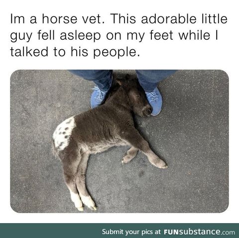 Little bojack