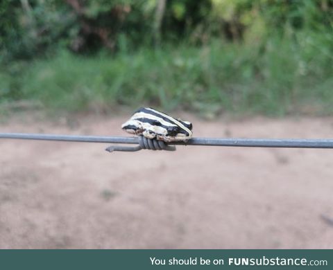 Froggo Fun #367 - Sometimes, It Comes Down to the Wire