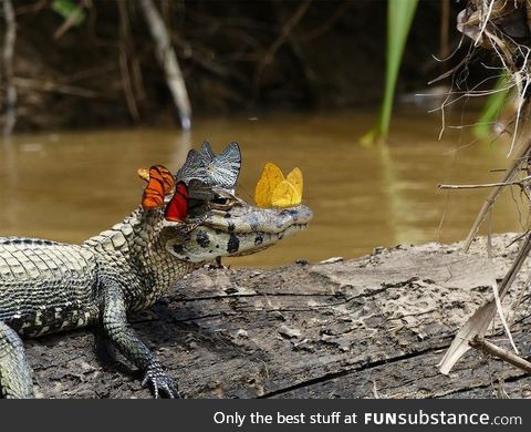 The most fabulous caiman in the world