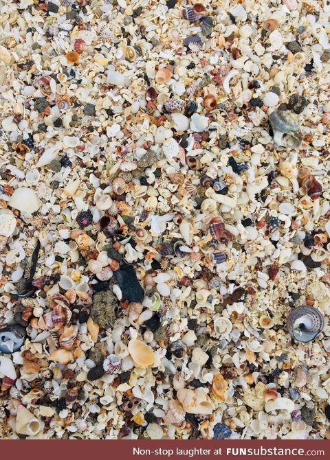 In Port Fairy, Australia, there is a beach almost exclusively made of tiny seashells